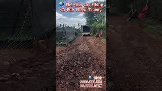 Cà Phê Thiện Trường Chuẩn Giống Về Kon Tum #tgcg #thegioicaygiong #robustacoffee #farming #kontum