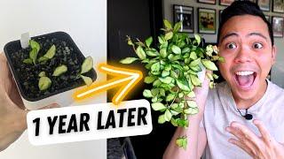 plant updates  Hoyas - 1 year later | where are they now?