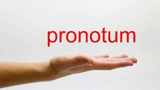 How to Pronounce pronotum - American English