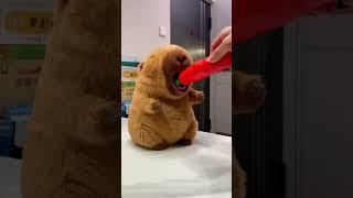 The Greedy Capybara Eats Anything You Give Her！ #cute #funnyanimals #capybara #healing #funnytoys