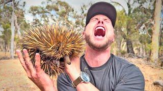 Ouch! Spiked by World's Sharpest Animal