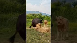 WILDEST ANIMAL SHOWDOWN: Buffalo VS Tiger!#shorts#tiger#buffalo