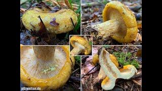 Grubiger Milchling, Grubiger Tannenmilchling, Strohgelber Milchling, Lactarius scrobiculatus