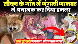 सीकर के गाँव में जंगली जानवर ने मचाया आतंक, परिवार ने बताई खौफनाक मंजर की आँखों देखी ~ Sikar News