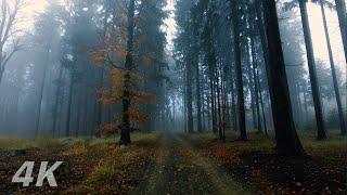 Foggy Forest Hike In The Wild - Nature Sounds 4k