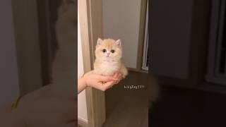 This Kitten Is Too Cute to Handle! #cute   #cat #kitten #meow  #funny