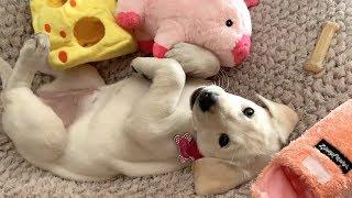 PLAYING WITH MY LABRADOR PUPPY IN THE MORNING!