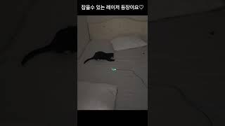 고양이 장난감 추천, 잡을수있는 레이저!  #고양이장난감 #아기고양이 #고양이 #고양이 #고양이일상 #kitten #cute #cute #healing