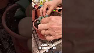 Plantando Haworthias