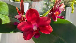 Phalaenopsis Mituo Sun Queen | Beautiful Red Orchid