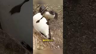 바다오리 새끼가 3번의 죽음을 넘긴 방법
