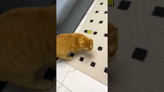 【#猫咪叫不苦】有的小猫一定是来报恩的!!!#萌宠成精了 #抖in萌宠计划