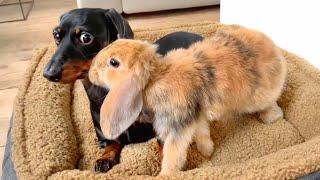 Easter Compilation Unlikely Animal Friends: Dachshunds, Bunnies, Ducklings & Chicks.