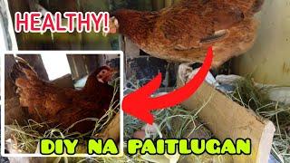 DIY NA ITLUGAN NG RHODE ISLAND RED AT AUSTRALORP (DIY CHICKEN COOP || Raising Chickens Vlog 1