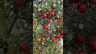 Томат Ожерелье красное