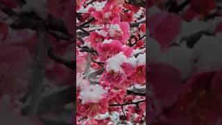 설중매 구경하세요~~