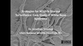 Strategies for Wildlife Disease Surveillance: Case Study of White-Nose Syndrome in Bats