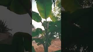 |Red banana details is description |#red banana tree#growing#nature #village#|THE BANANA KING|