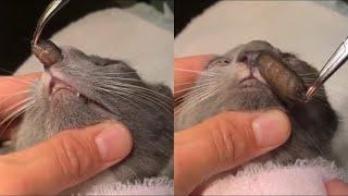 Removing A Huge Botfly Maggot Inside A Cat's Nose