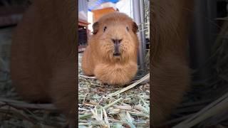 Sweet golden Potato