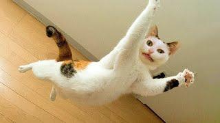 SILLY CATS are here to MAKE YOU LAUGH!  Funny Cat videos 