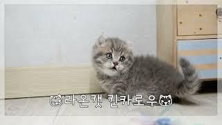 라온캣 고양이분양 킨카로우