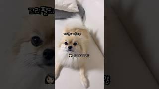 술 취한 엄마가 꼬리 흔들어달라 했을 때 양갱이 반응