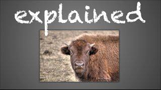 EXPLAINED: "Buffalo buffalo Buffalo buffalo buffalo buffalo Buffalo buffalo."