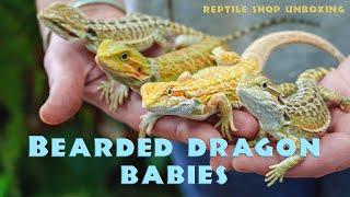 Unboxing the CUTEST Baby Bearded Dragons