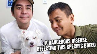 Our Dog Undergoes a Risky Surgery  | Vlog #1773