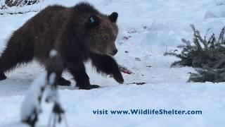 Northern Lights Wildlife Society: Grizzlies & Grapes