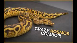 Finest Python's KINOVA HAUL! | Crazy Kosmos Combo + Lace Projects!!