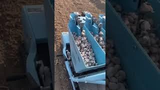 garlic planter, garlic seeder, gasoline and tractor type for choice