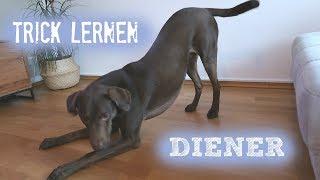 TRICK LERNEN .... DIENER