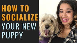 How To Socialize A Puppy (Puppy Socialization Tips for New Puppy Owners)