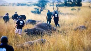 Mozambique : the World’s Most Ambitious Rewilding Project