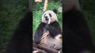 Cute panda when eating |食べるときのかわいいパンダ #shorts #compilation #topshare