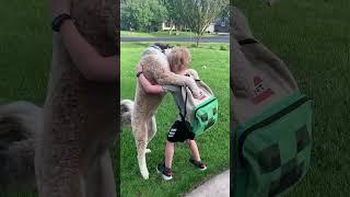 Dog hugs off boy before he leaves for school