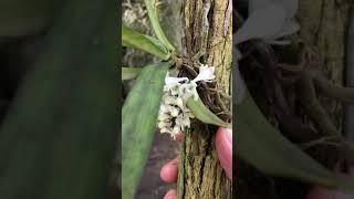 The cutest miniature orchid | Diaphananthe millarii | South African Orchids