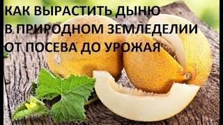 Дыня от А до Я в природном земледели