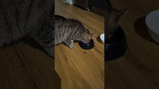 kot #cute #cat #daily