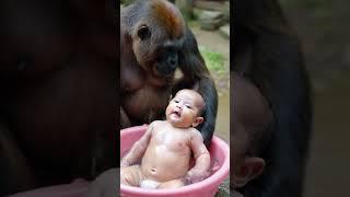 Gorillas help babies bathe.#baby #gorilla #animals #cute