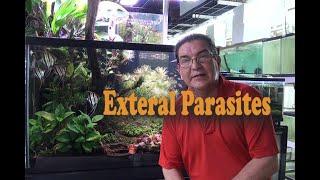 External Parasites And Discus Fish