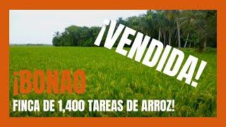 Finca de 1400 tareas de arroz en Bonao Republica Dominicana