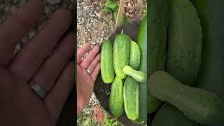 It’s About Pickling Time  Chamberlin Family Farms #cucumbers #pickels #farming #homesteading