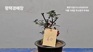 24년 12윌   25일   수요일  6시 평택경매장 분재 조경수 경매 라이브방송