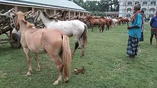 White and red Horses Videos  | Horse price in Bangladesh |  Bipul Agro BD 2022