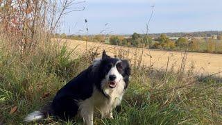 Walking my dog in the Scottish countryside/ do and don’ts