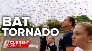 Queensland town under siege by bat invasion | A Current Affair