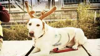 IQ K9 TRAINING | 'Go Team 21' at the San Diego Pet Parade